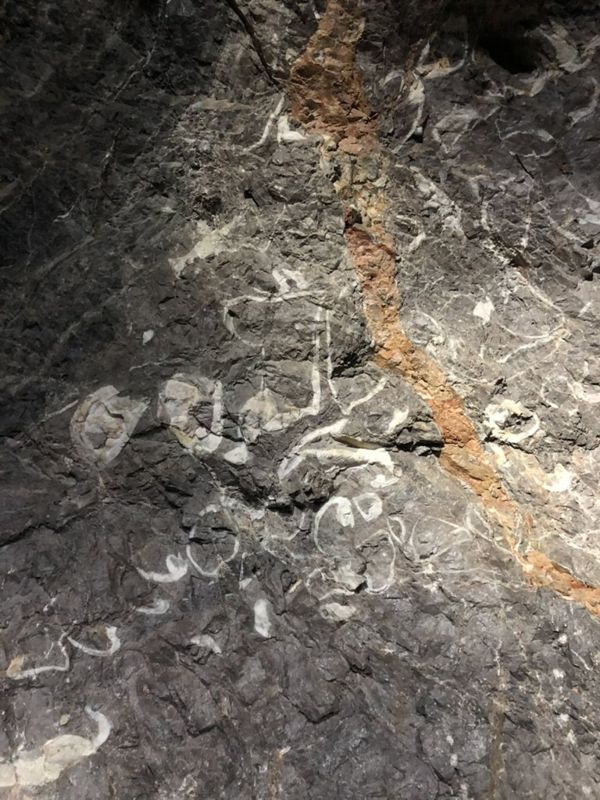 White outlines of fossil shells in dark grey limestone